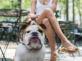 a Milano con il cane