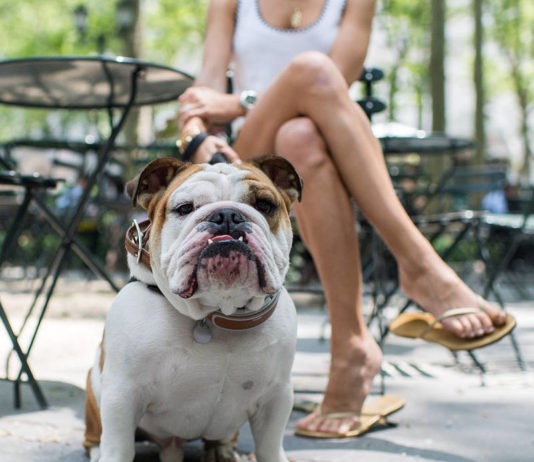 a Milano con il cane