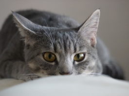 acne felina nel gatto