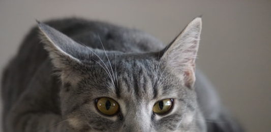 acne felina nel gatto