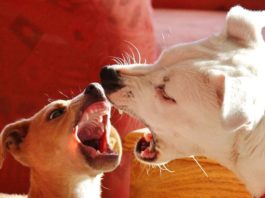 aggressione di cane