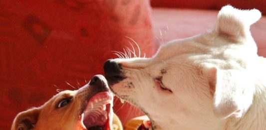 aggressione di cane