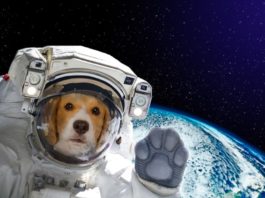 animali astronauti