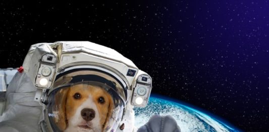 Laika e gli altri animali astronauti animali astronauti