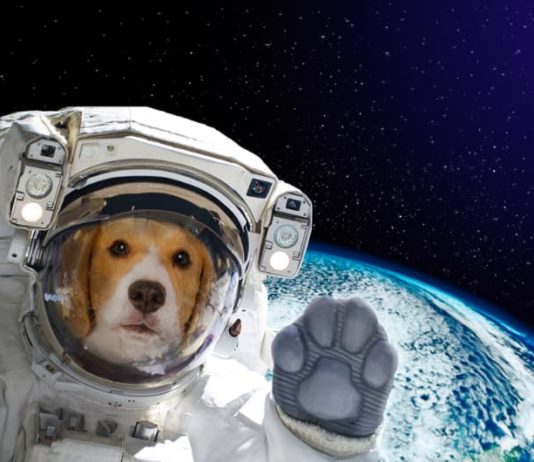 Laika e gli altri animali astronauti animali astronauti