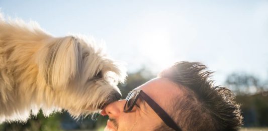 cane capisce che sei felice