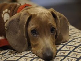 cane dimenticato
