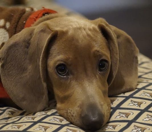 cane dimenticato