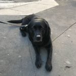 cane in città