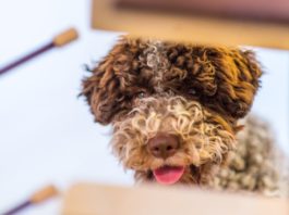 cane più vecchio