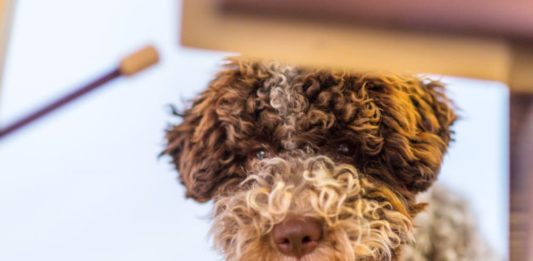 cane più vecchio