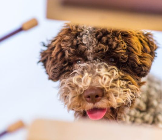 Il cane più vecchio di tutto il canile viene scelto apposta da un bambino cane più vecchio