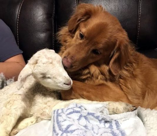 La capra Dottie abbraccia un cane che ha appena perso il suo migliore amico. capra dottie