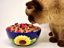 come nutrire il gatto