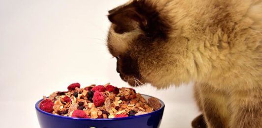Come nutrire il gatto senza commettere troppi errori come nutrire il gatto