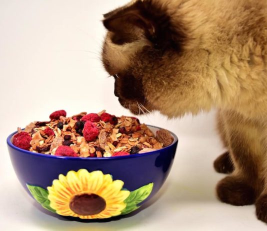 come nutrire il gatto
