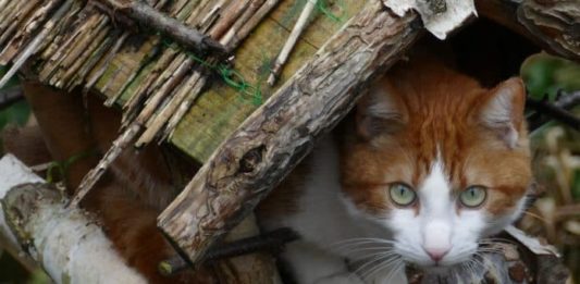 Coabitazione pacifica di gatti e uccelli: utopia o realtà? gatti e uccelli