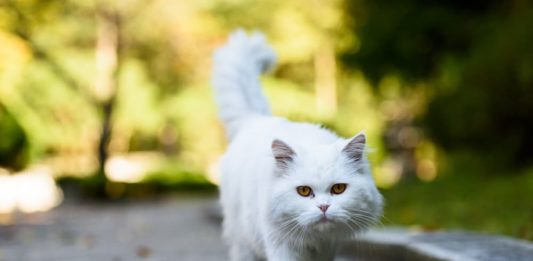 Cinque gatti famosi nella storia, al fianco di grandi personaggi storici gatti famosi