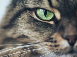 gatti più famosi