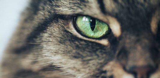 I cinque gatti più famosi nella storia del cinema gatti più famosi