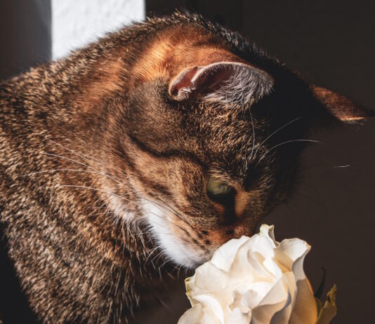 gatto cibi evitare