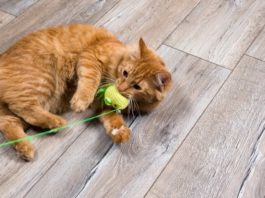 giochi pericolosi per il gatto
