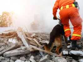 gli animali prevedono i terremoti