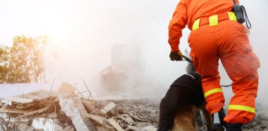 gli animali prevedono i terremoti