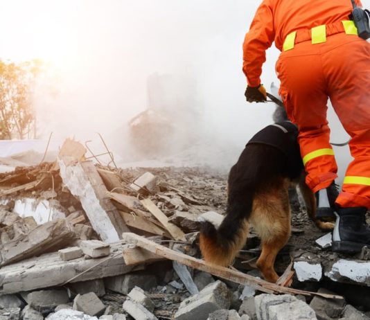 gli animali prevedono i terremoti