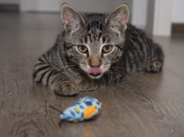 importanza del gioco