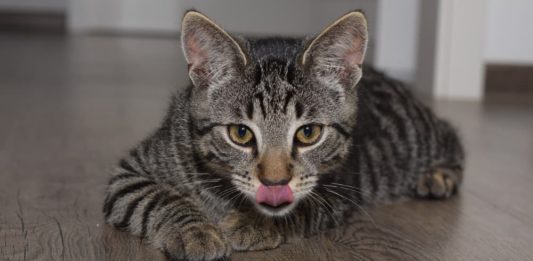 L’importanza del gioco e della socializzazione nel gatto importanza del gioco