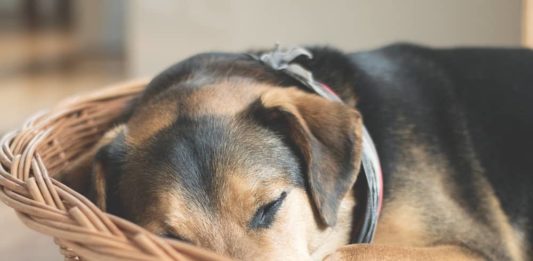 narcolessia nel cane