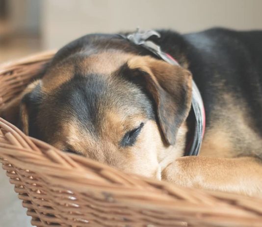 Narcolessia nel cane: principali cause e perché può soffrirne narcolessia nel cane