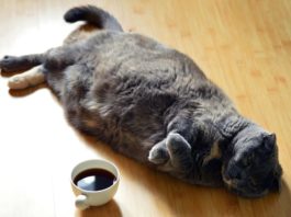 obesità nel gatto