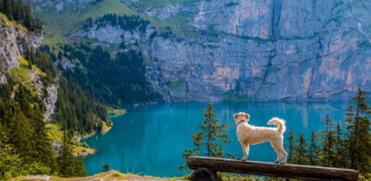 passeggiata in montagna con il cane