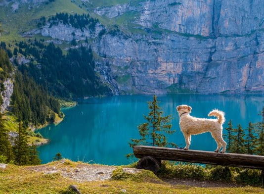 Passeggiata in montagna con il cane: accorgimenti e preparazione corretta passeggiata in montagna con il cane