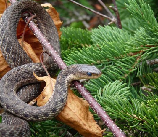 Perché i serpenti fanno la muta della pelle? I fattori che influenzano l’ecdisi perchè i serpenti fanno la muta della pelle
