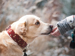 perdita di udito nel cane