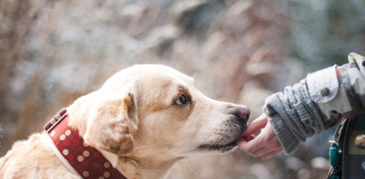 Perdita di udito nel cane anziano. Quali sono le cause? perdita di udito nel cane