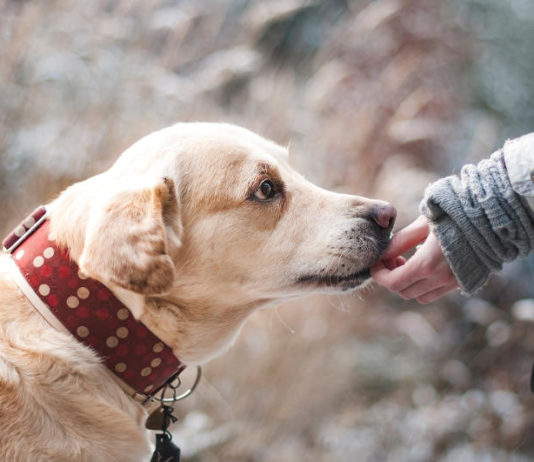 perdita di udito nel cane