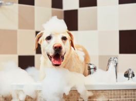 shampoo nel cane