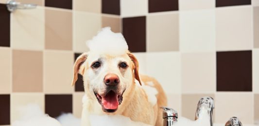 shampoo nel cane