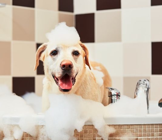 shampoo nel cane