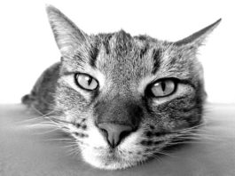 tritrichomonosi nel gatto