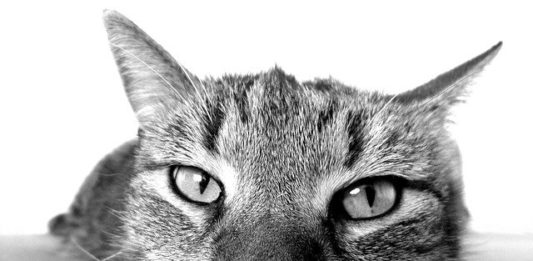 La tritrichomonosi felina: una parassitosi emergente nel gatto tritrichomonosi nel gatto