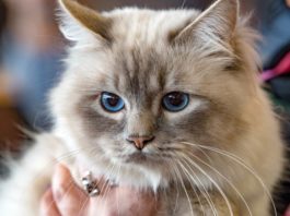 🐾 Gli animali dei VIP – 7 famosi pet sulla bocca di tutti vip