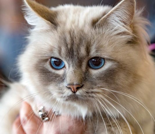 🐾 Gli animali dei VIP – 7 famosi pet sulla bocca di tutti vip