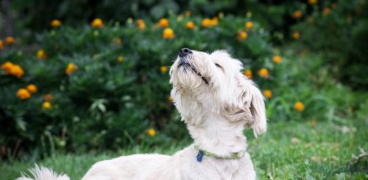 vista del cane