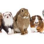 Animali da compagnia non convenzionali