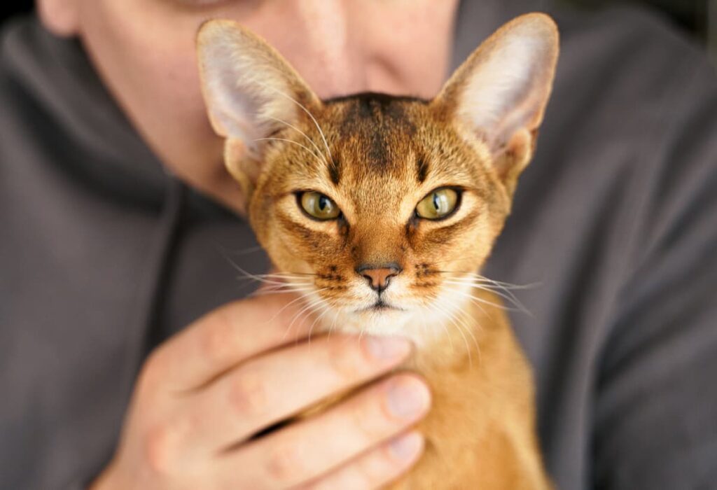 Carattere gatto abissino